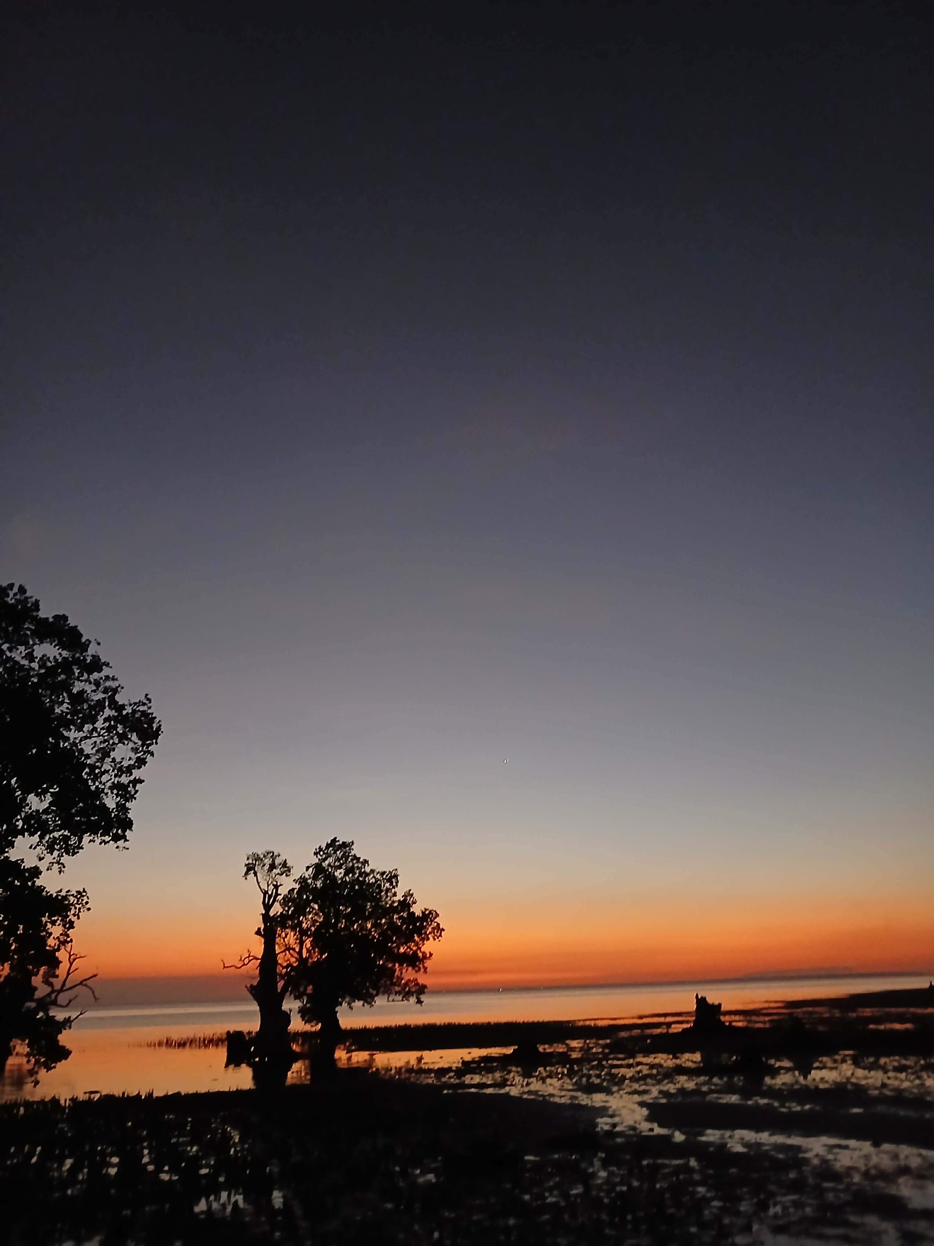 Mangrove sunset