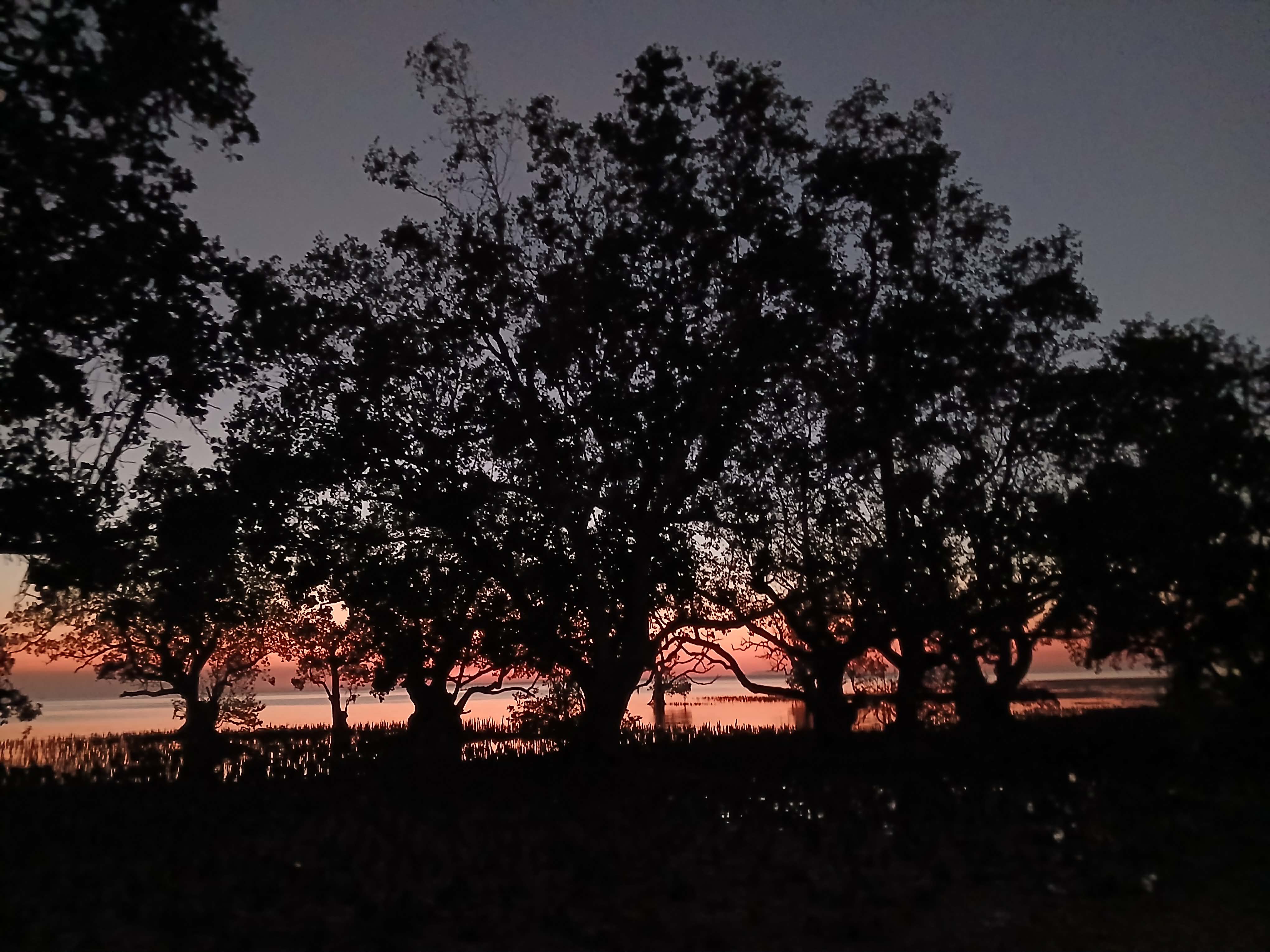 Mangrove sunset
